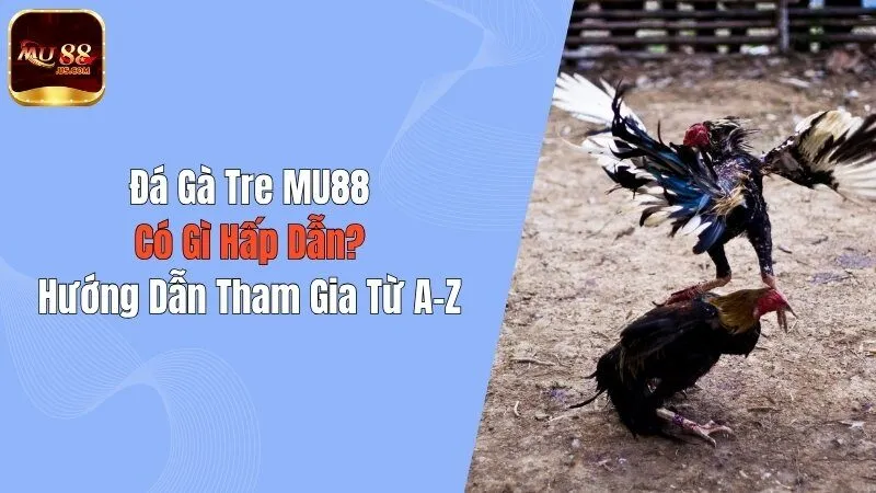 Đá Gà Tre MU88 Có Gì Hấp Dẫn? Hướng Dẫn Tham Gia Từ A-Z